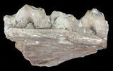 Mosasaur (Platecarpus) Jaw Section - Kansas #60665-3